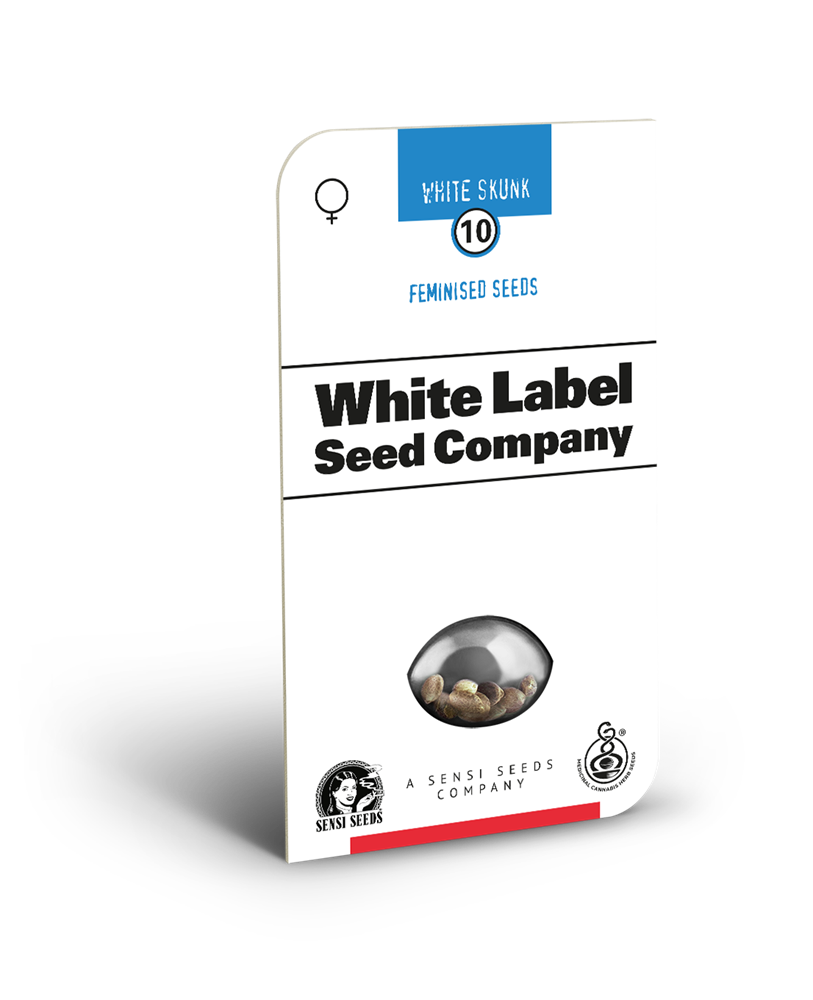 White Label White Skunk feminisierte Hanfsamen Blüte