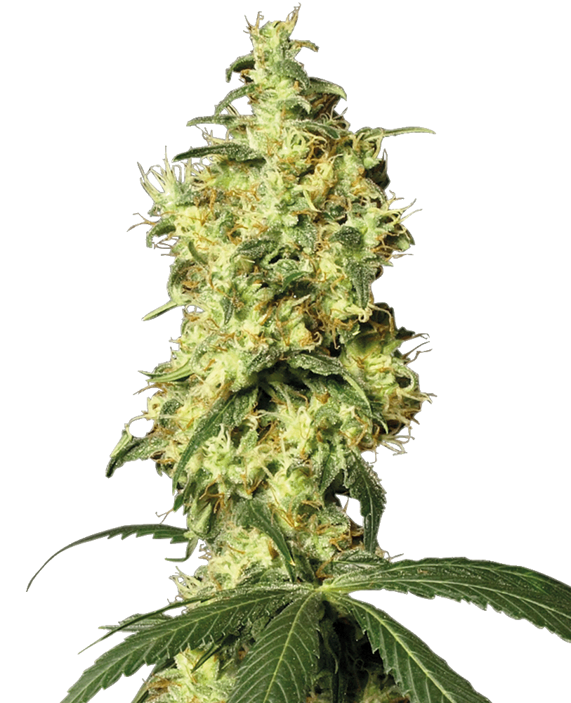 White Widow Automatic Cannabissamen