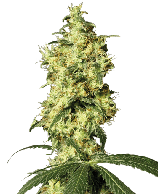 White Widow Automatic Cannabissamen