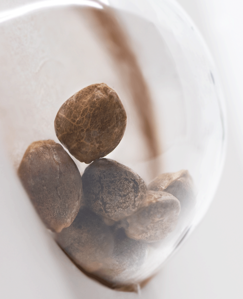 White Label White Widow automatic Hanfsamen Blüte