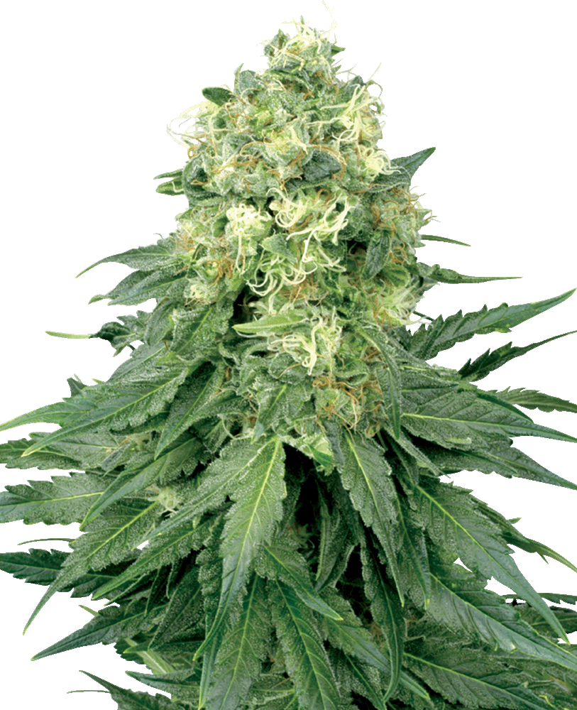 White Widow feminisierte Cannabissamen