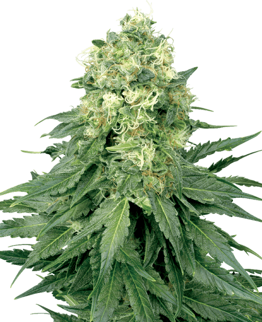 White Widow feminisierte Cannabissamen