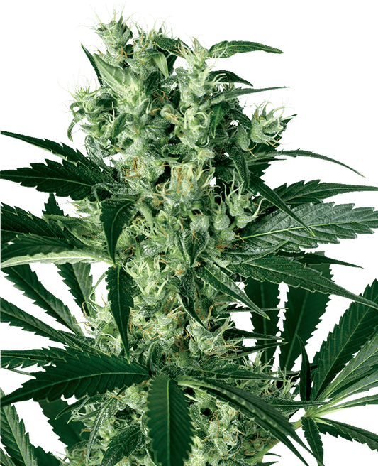 X Haze feminisierte Cannabissamen