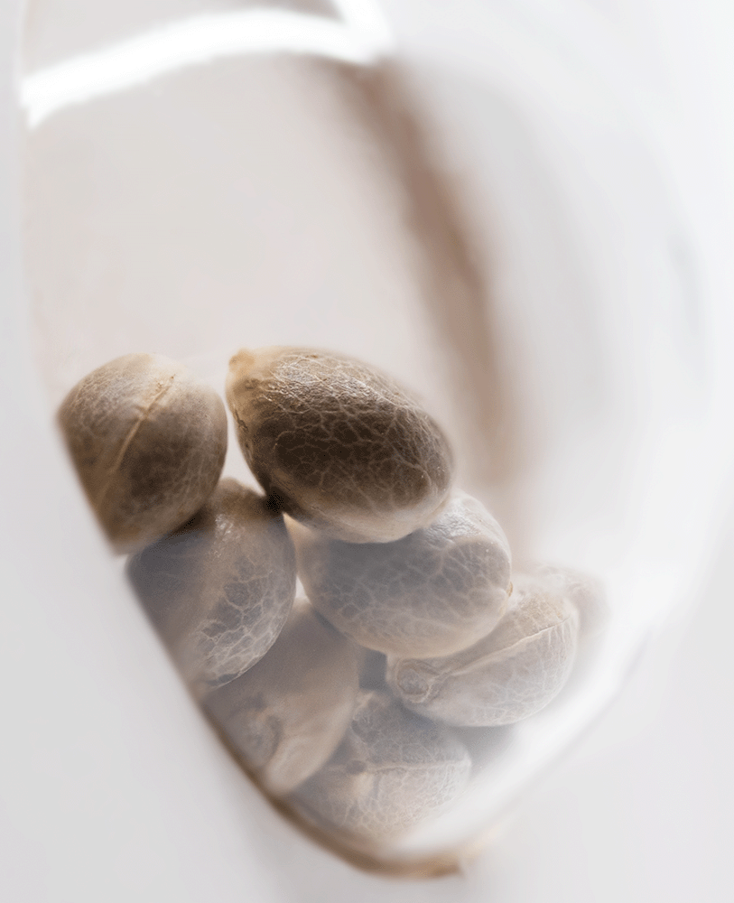 White Label X Haze feminisierte Hanfsamen Blüte