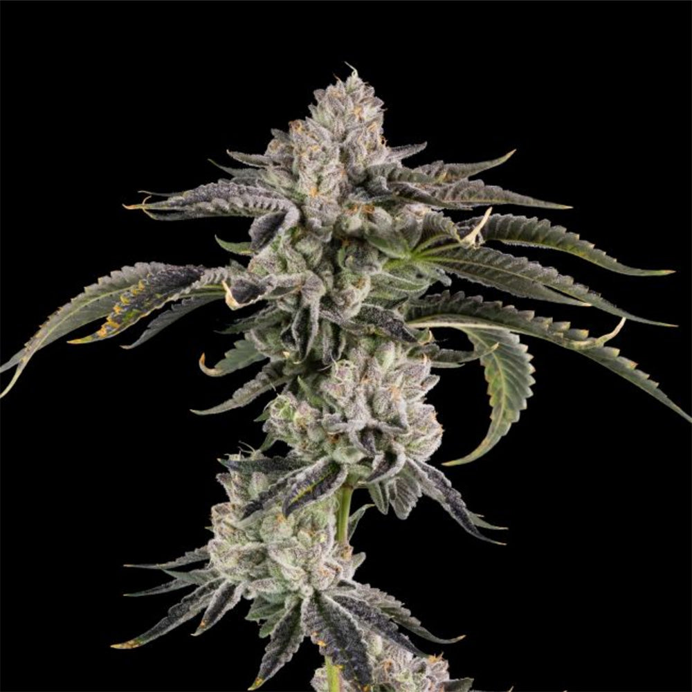Gridlock feminisierte Cannabissamen
