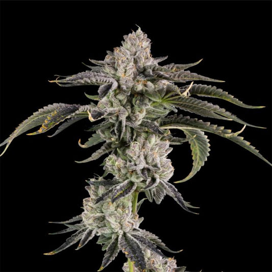 Gridlock feminisierte Cannabissamen