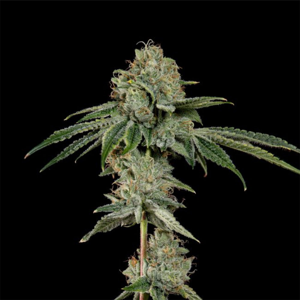 OG Hour feminisierte Cannabissamen