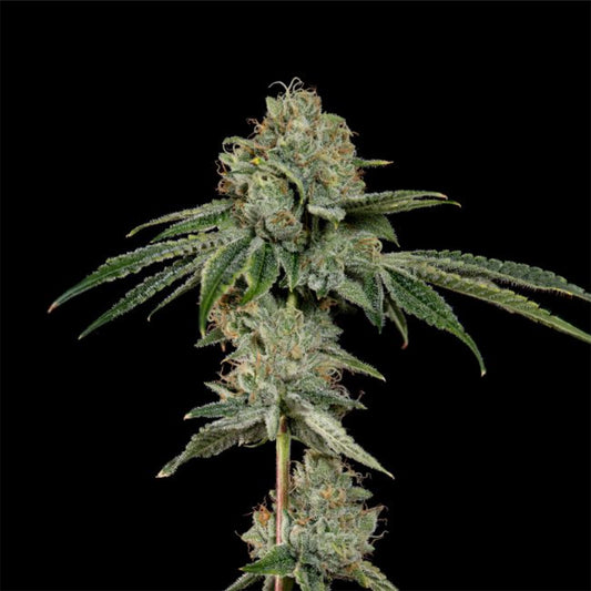 OG Hour feminisierte Cannabissamen